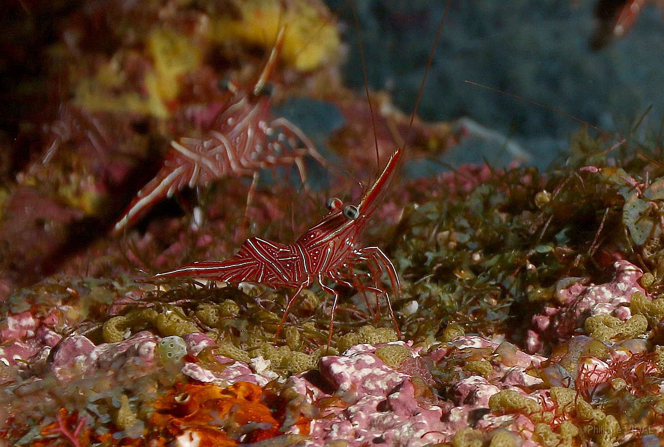 Raja Ampat 2016 - Rhynchocinetes durbanensis - Dancing shrimp - Crevettes danseuses de Durban - IMG_4732_rc.jpg